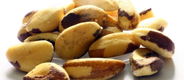 Avellana de Brasil - Sputnik Mundo