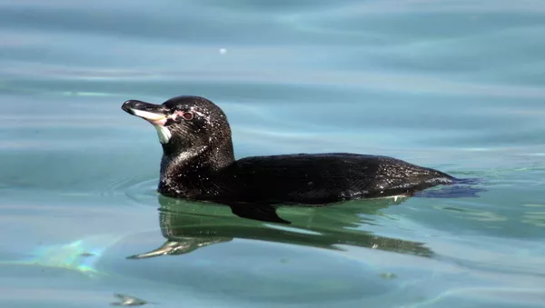 Pingüino de Galápagos (Spheniscus mendiculus) - Sputnik Mundo