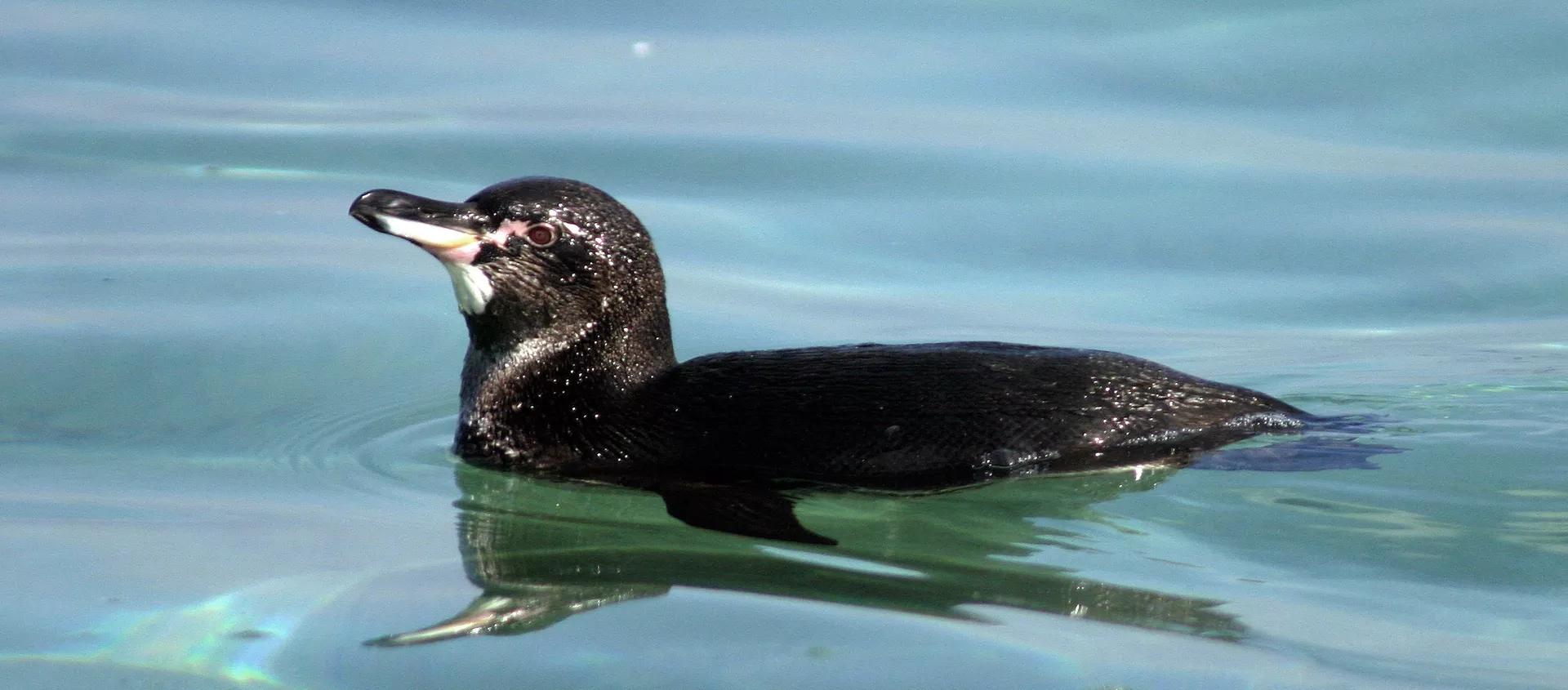 Pingüino de Galápagos (Spheniscus mendiculus) Pingüino de Galápagos (Spheniscus mendiculus) - Sputnik Mundo, 1920, 23.10.2020