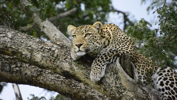 Un leopardo (imagen referencial) - Sputnik Mundo