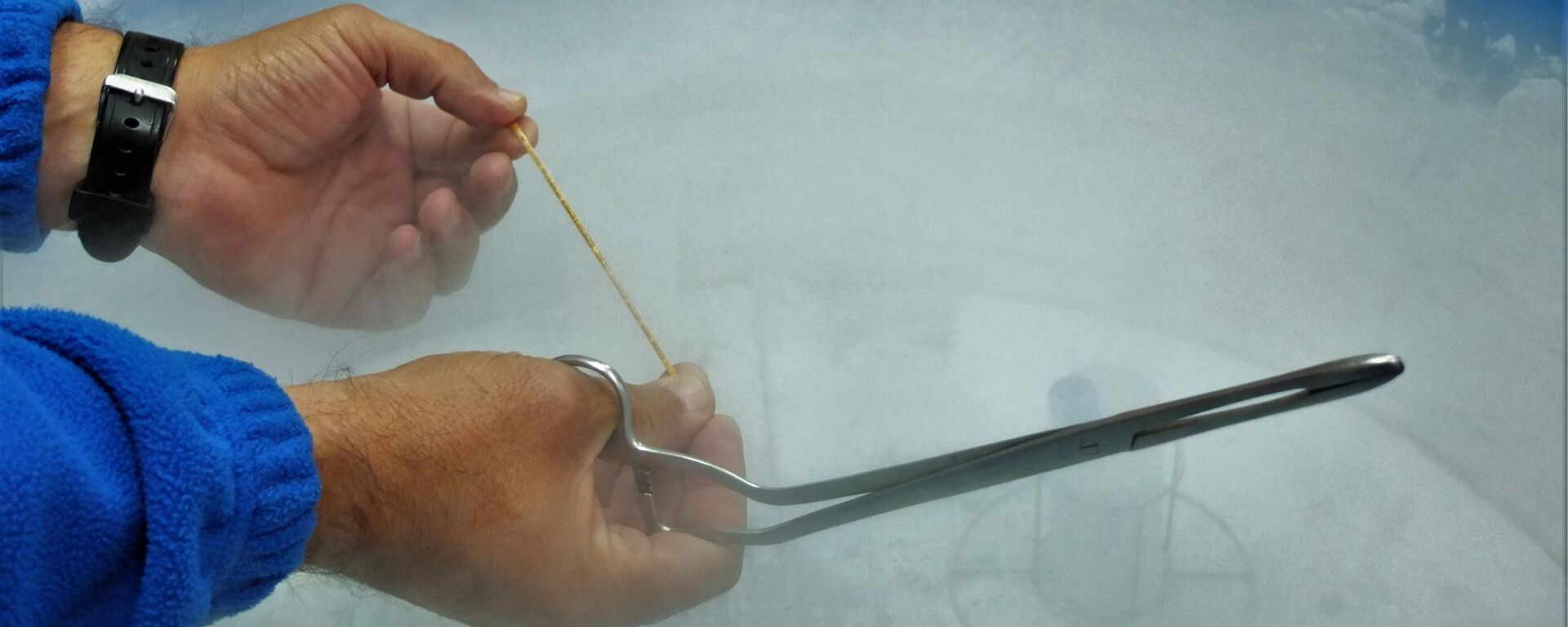 Una pajuela con muestras de semen de una raza ganadera en Madrid - Sputnik Mundo, 1920, 27.10.2020