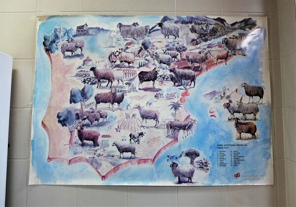 Semen de casi 200 tipos de animales: el centro de Madrid que conserva y reproduce razas ganaderas Semen de casi 200 tipos de animales: el centro de Madrid que conserva y reproduce razas ganaderas - Sputnik Mundo