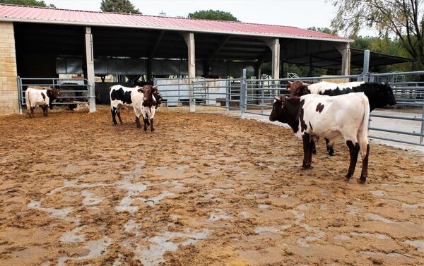 Varios toros berrendos en el Censyra de Madrid - Sputnik Mundo