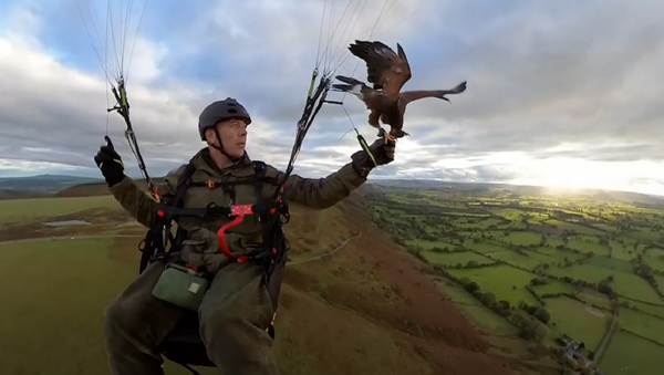 Nigel Hawkins practica parahawking - Sputnik Mundo
