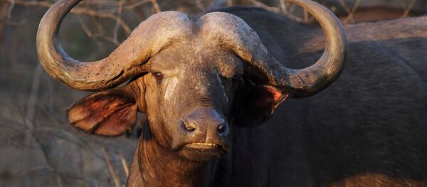 Un búfalo, referencial - Sputnik Mundo