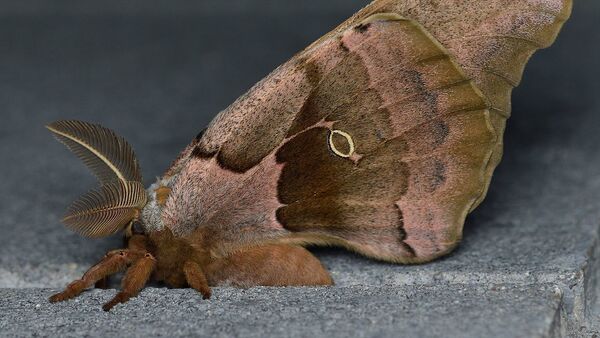 Una Antheraea polyphemus - Sputnik Mundo