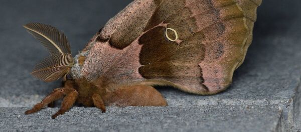 Una Antheraea polyphemus - Sputnik Mundo