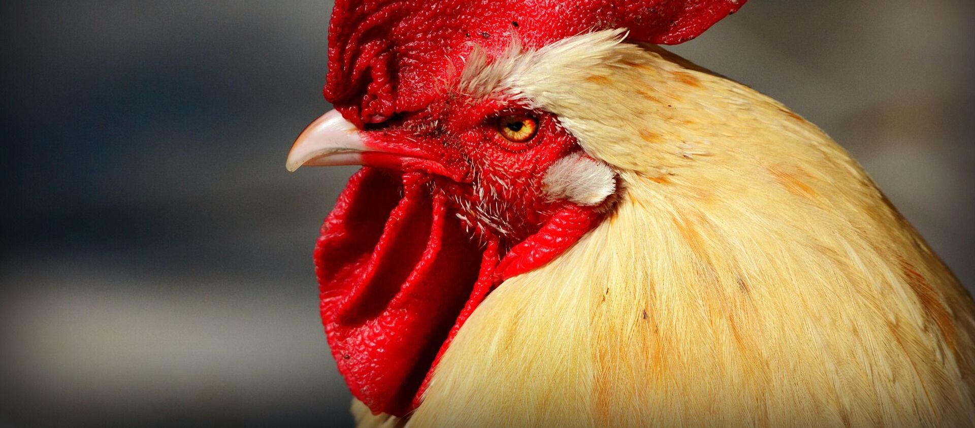 Un gallo - Sputnik Mundo, 1920, 29.10.2020