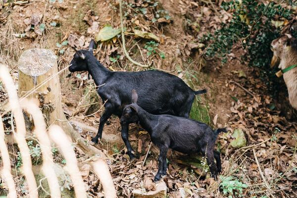 El 'AgroYoutuber' que hace activismo rural viviendo en Barcelona - Sputnik Mundo