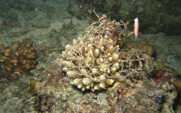 Redes fantasma - Sputnik Mundo