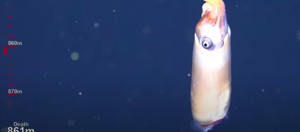 Científicos registran por primera vez imágenes de un raro calamar Científicos registran por primera vez imágenes de un raro calamar - Sputnik Mundo