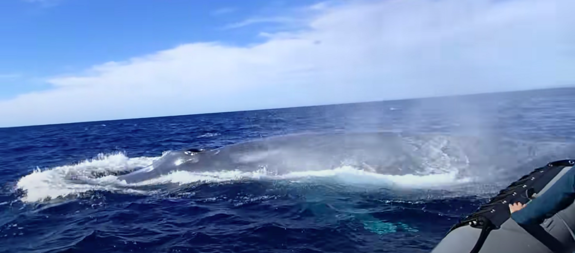 Una ballena azul se acerca a un bote de turistas en las aguas costeras de San Diego (EEUU) y Tijuana (México) - Sputnik Mundo, 1920, 30.10.2020