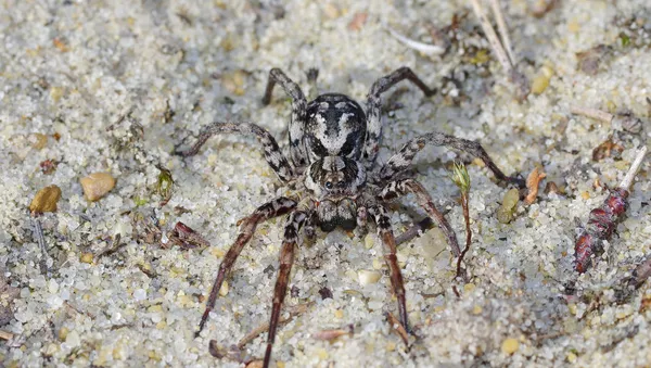 La araña Gran Zorro - Sputnik Mundo