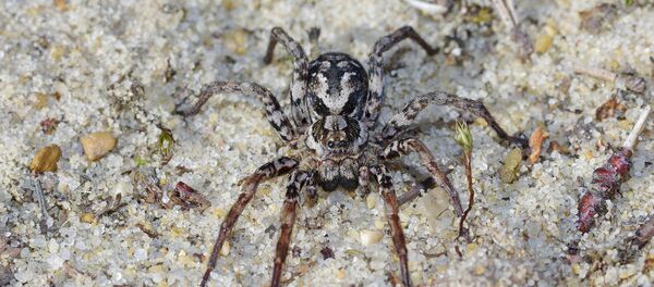 La araña Gran Zorro - Sputnik Mundo