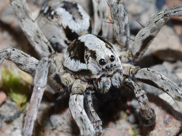 Avistan en el Reino Unido una araña atípica que no usa telaraña Avistan en el Reino Unido una araña atípica que no usa telaraña - Sputnik Mundo