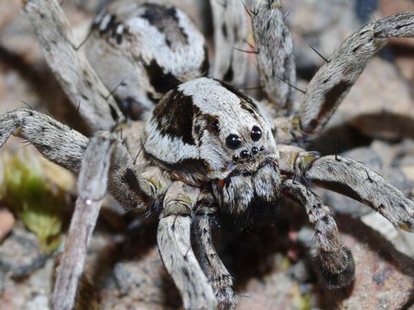 Avistan en el Reino Unido una araña atípica que no usa telaraña - Sputnik Mundo