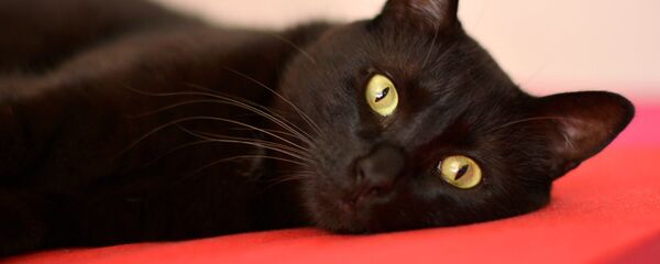 Un gato negro - Sputnik Mundo