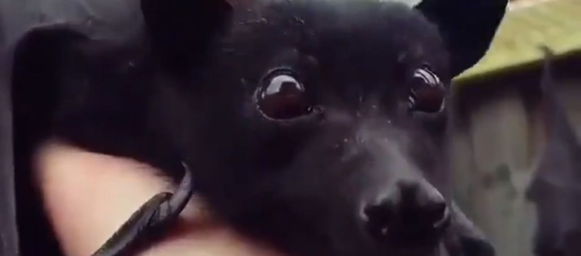 Un zorro volador Un zorro volador - Sputnik Mundo, 1920, 03.11.2020