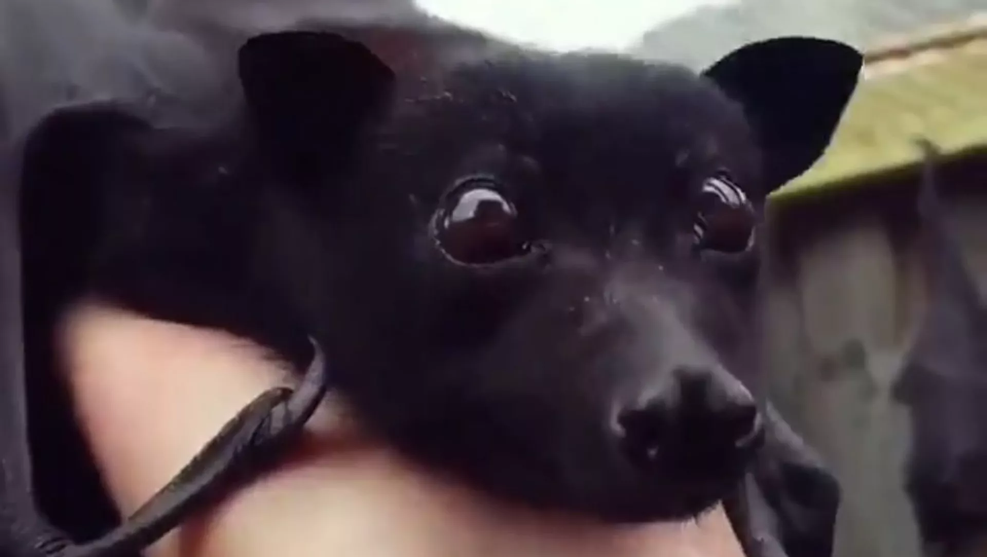 Un zorro volador