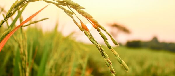 Las semillas de arroz - Sputnik Mundo