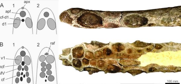 Fósil de armadillo gigante con espinas en la cola es hallado en Argentina | Fotos - Sputnik Mundo