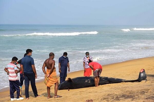 Salvan a más de 100 ballenas en la costa de Sri Lanka | Foto, vídeo - Sputnik Mundo