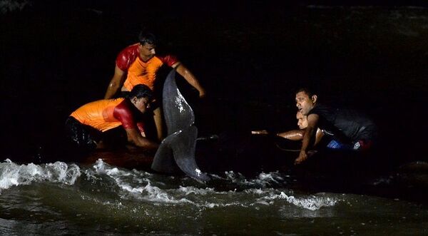 Salvan a más de 100 ballenas en la costa de Sri Lanka | Foto, vídeo - Sputnik Mundo