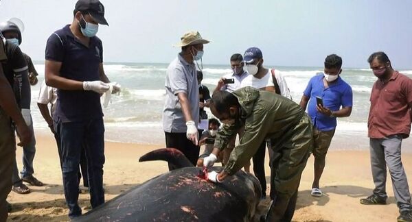 Salvan a más de 100 ballenas en la costa de Sri Lanka | Foto, vídeo - Sputnik Mundo