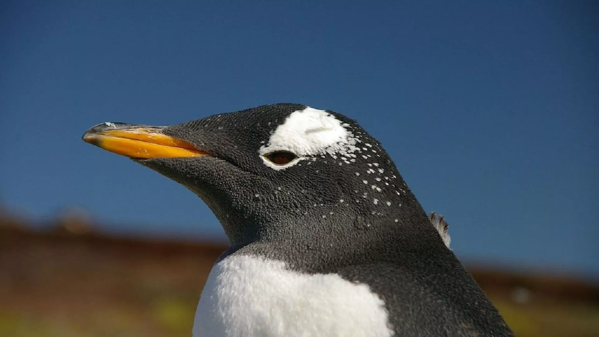 Un pingüino Pygoscelis papua papua
