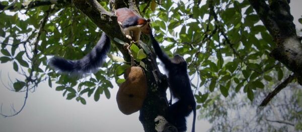 Un macaco abofetea a una ardilla por una fruta madura - Sputnik Mundo
