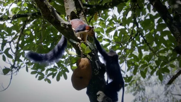 Un macaco abofetea a una ardilla por una fruta madura - Sputnik Mundo