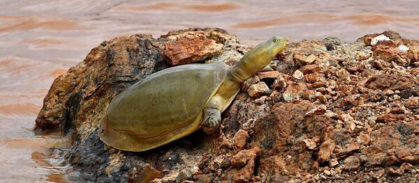 Una tortuga de caparazón de colgajo india  - Sputnik Mundo