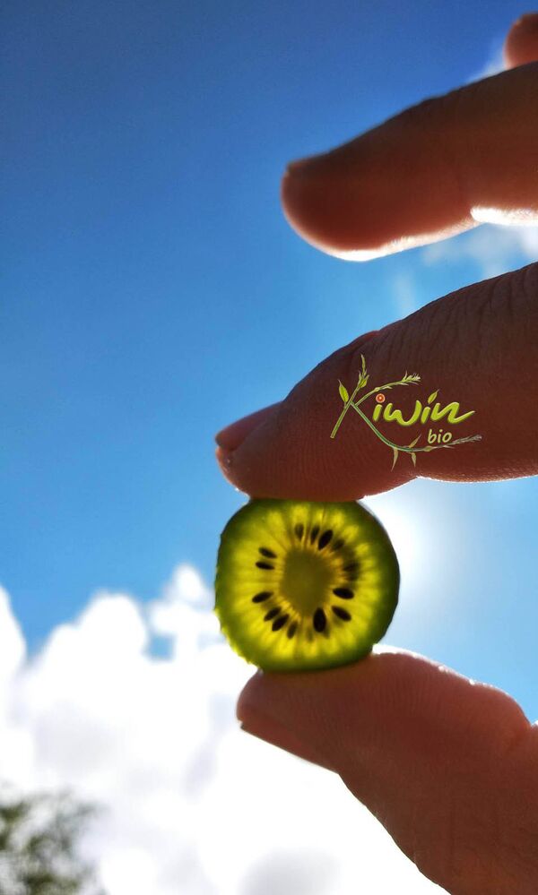 El 'kiwin': un fruto mágico y desconocido que se cultiva en una aldea de Asturias - Sputnik Mundo