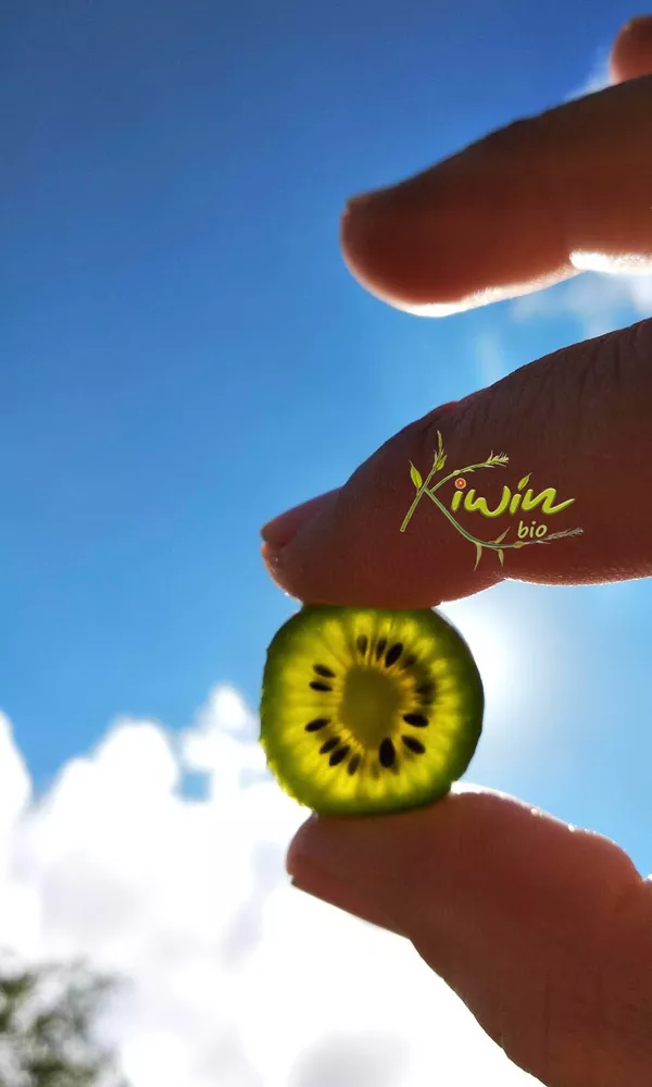 El 'kiwin': un fruto mágico y desconocido que se cultiva en una aldea de Asturias El 'kiwin': un fruto mágico y desconocido que se cultiva en una aldea de Asturias - Sputnik Mundo