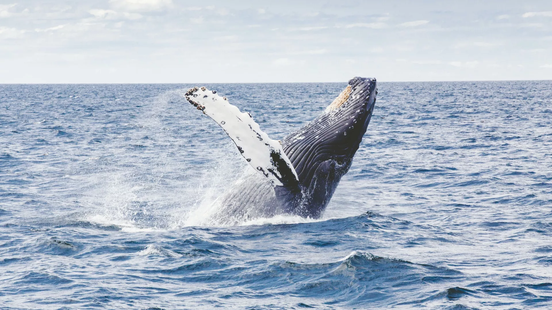 El salto de una ballena jorobada (archivo)