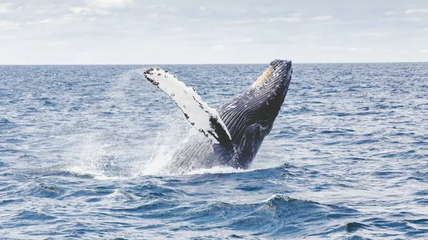 El salto de una ballena jorobada (archivo) - Sputnik Mundo
