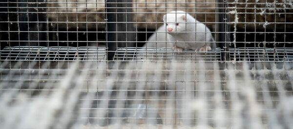 Granja de visones en Dinamarca - Sputnik Mundo