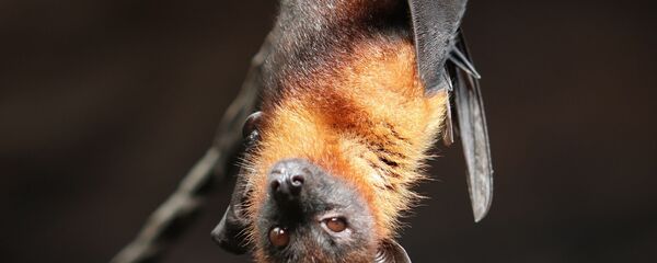 Un murciélago (imagen referencial) - Sputnik Mundo