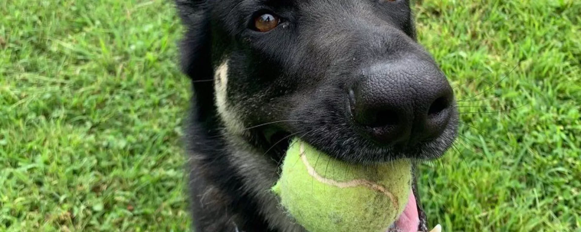 Major, uno de los perros del presidente electo de EEUU, Joe Biden - Sputnik Mundo, 1920, 26.02.2022