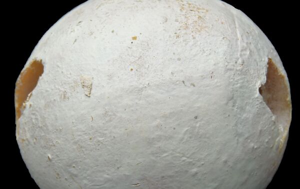 Señuelo de huevo de tortuga - Sputnik Mundo