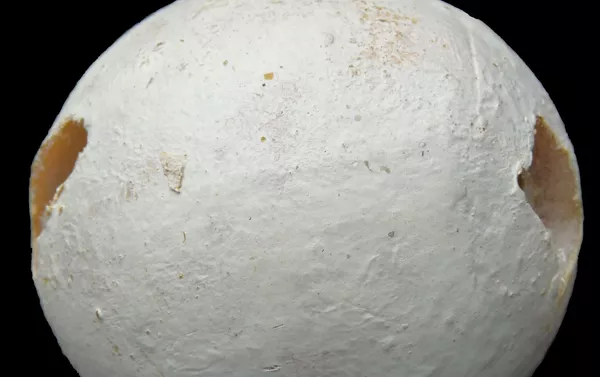 Señuelo de huevo de tortuga - Sputnik Mundo