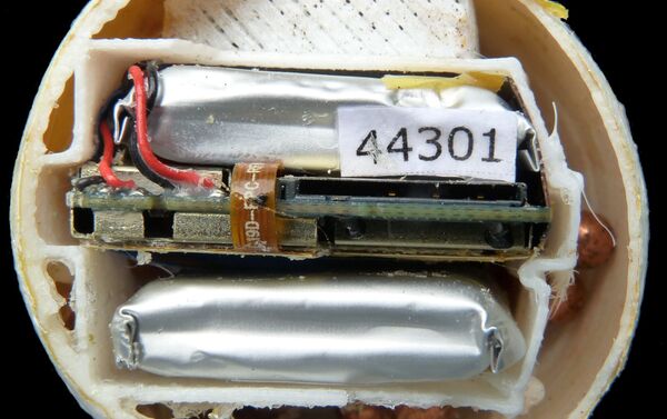 Señuelo de huevo de tortuga - Sputnik Mundo