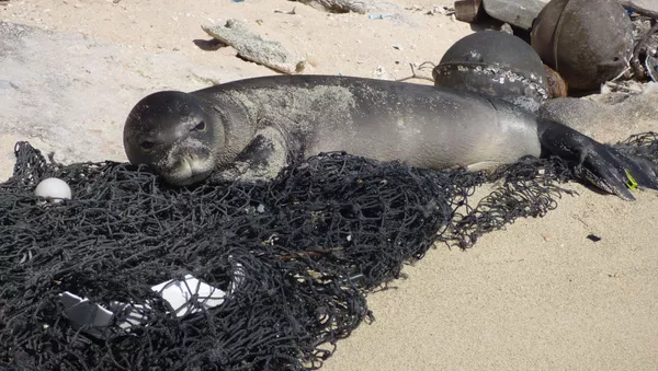 Foca monje, imagen referencial - Sputnik Mundo