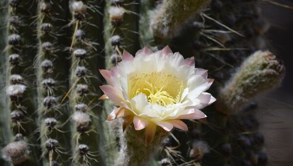 Un cactus - Sputnik Mundo