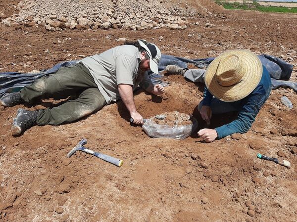 Hallan restos de osa gigante fósil de hace 400.000 años en Argentina - Sputnik Mundo