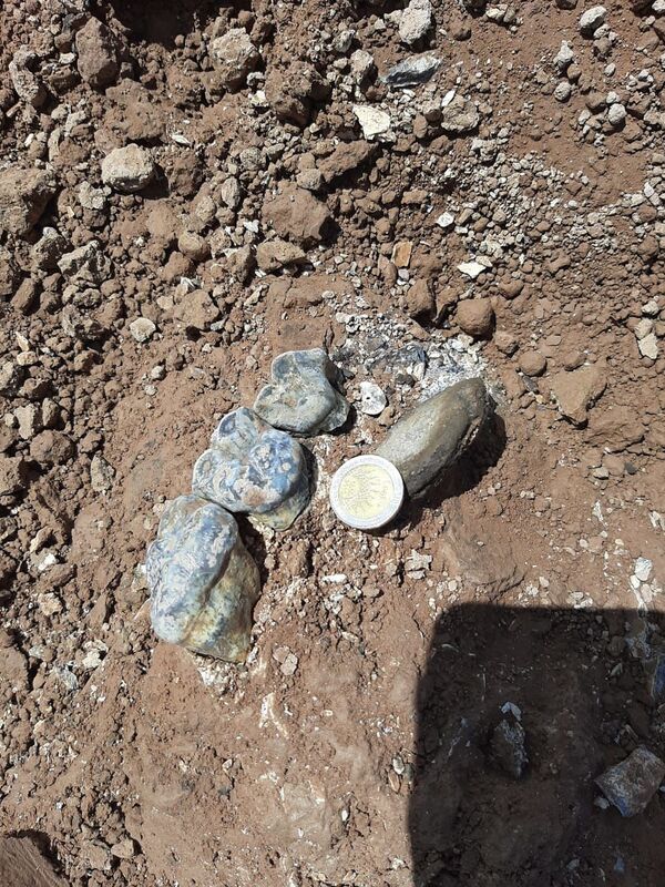 Hallan restos de osa gigante fósil de hace 400.000 años en Argentina - Sputnik Mundo