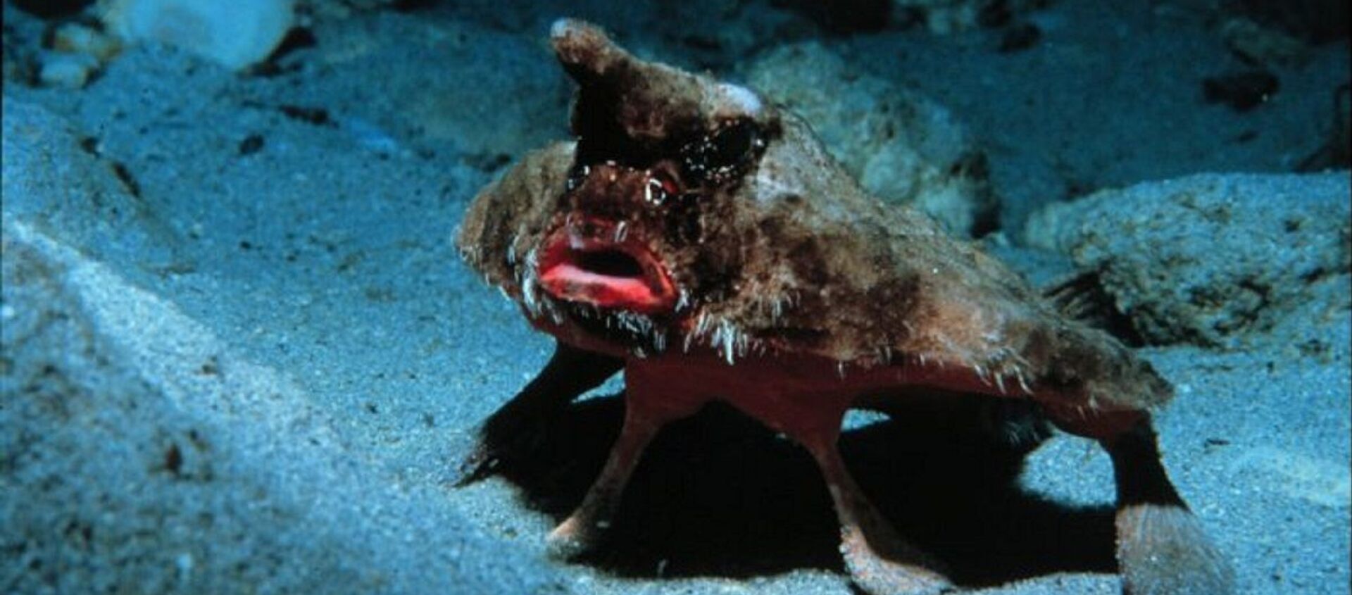 Un pez murciélago - Sputnik Mundo, 1920, 13.11.2020