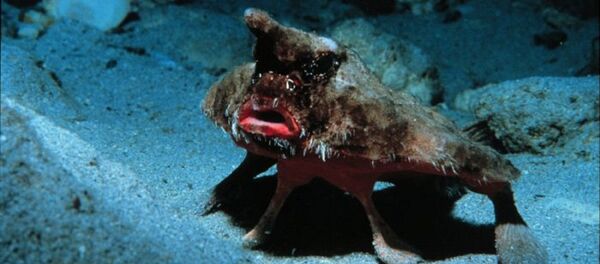 Un pez murciélago - Sputnik Mundo