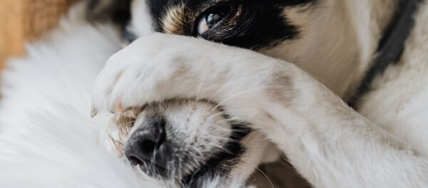 Un perro Un perro - Sputnik Mundo