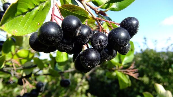 Aronia melanocarpa - Sputnik Mundo